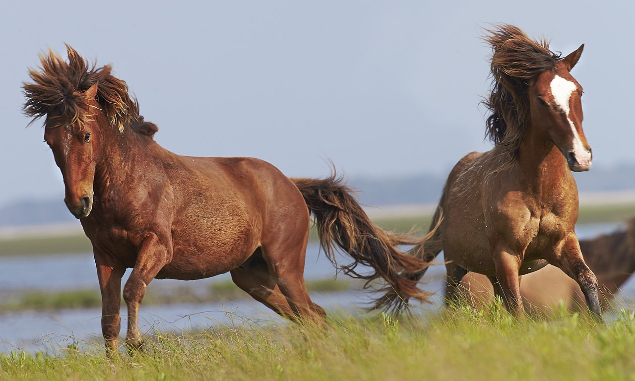 Scientists in Argentina create the world’s first gene-edited horses