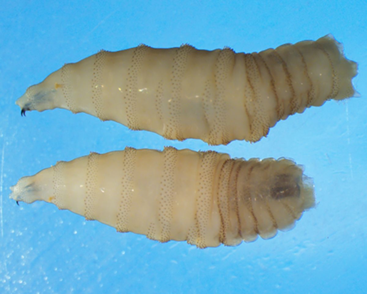 US confirms first human case of flesh-eating screwworm